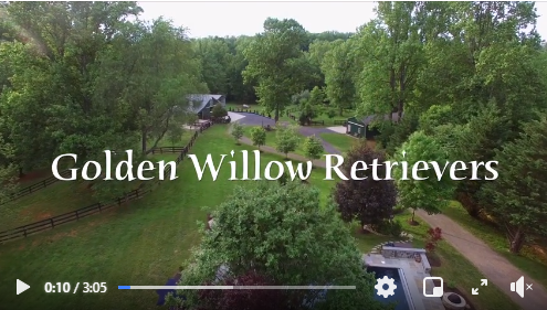 Golden Willow Retrievers