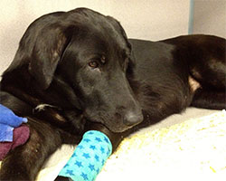 Golden Willow Retrievers