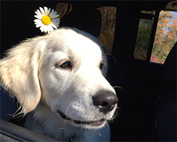 Golden Willow Retrievers