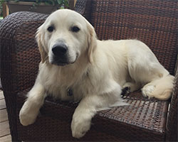 Golden Willow Retrievers