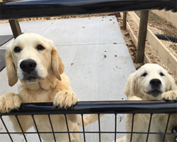 Golden Willow Retrievers