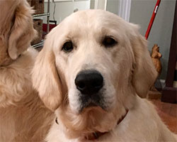 Golden Willow Retrievers