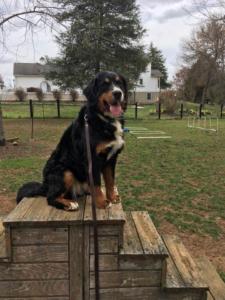 Willow in training at Knoll Wood Farm